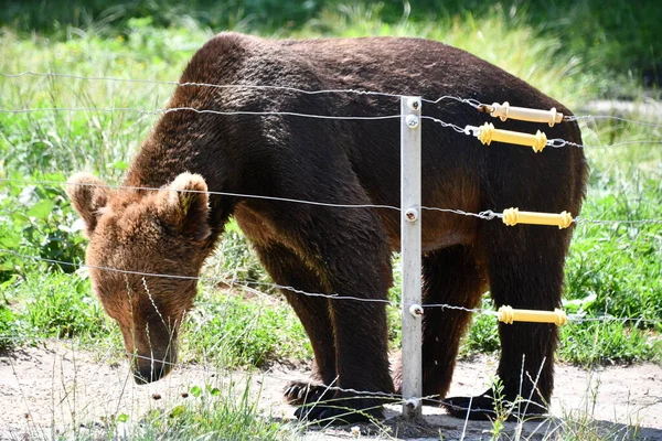 Джексон Тауншип Нью Джерси Июня Бурый Медведь Приключении Wild Safari — стоковое фото