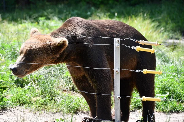 Джексон Тауншип Нью Джерси Июня Бурый Медведь Приключении Wild Safari — стоковое фото