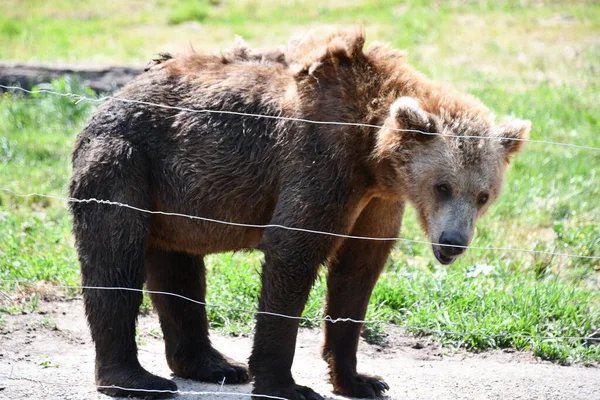 Джексон Тауншип Нью Джерси Июня Бурый Медведь Приключении Wild Safari — стоковое фото