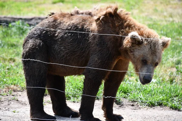 Джексон Тауншип Нью Джерси Июня Бурый Медведь Приключении Wild Safari — стоковое фото