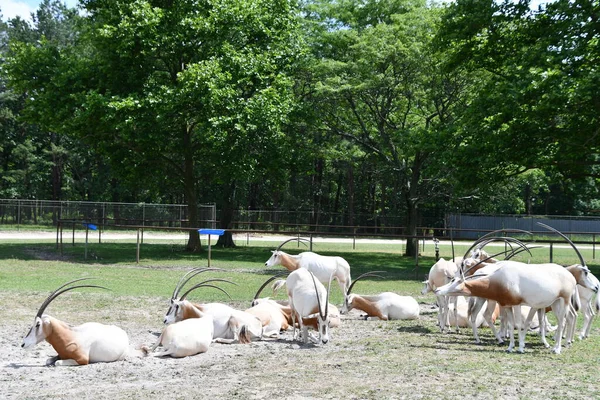 Jackson Township Juin Dama Gazelle Wild Safari Drive Thru Adventure — Photo