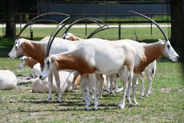 Jackson Township Jun Dama Gazelle Wild Safari Drive Thru Adventure — Stock Photo, Image