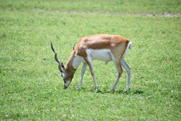 Dama Gazelle Έξω Στην Άγρια Εξωτερική — Φωτογραφία Αρχείου