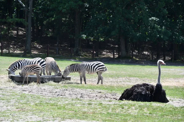 Jackson Township Jun Wild Safari Drive Thru Adventure Six Flags — стокове фото