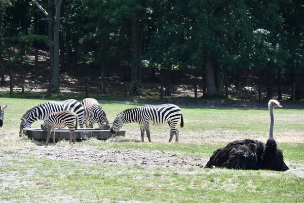 Jackson Township Jun Wild Safari Drive Thru Adventure Bei Six — Stockfoto