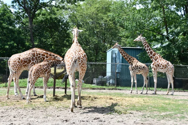Jackson Township Jun Giraffe Wild Safari Drive Thru Adventure Six — Stock Photo, Image
