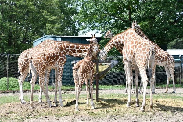 Jackson Township Jun Giraffe Wild Safari Drive Thru Adventure Six — Stock Photo, Image