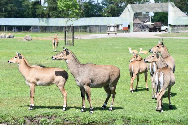 Jackson Township Jun Nilgai Wild Safari Drive Thru Adventure Six — Stock Photo, Image