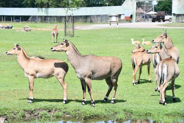 Jackson Township Jun Nilgai Wild Safari Drive Thru Adventure Six — Stock Photo, Image