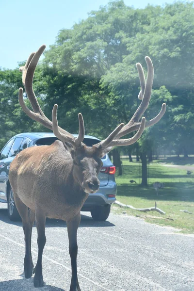 Jackson Township Jun North American Elk Crossing Wild Safari Drive — Stock Photo, Image