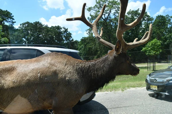 Jackson Township Jun North American Elk Crossing Wild Safari Drive — Zdjęcie stockowe