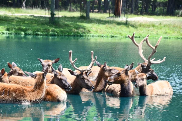 Jackson Township Jun North American Elk Water Wild Safari Drive — Zdjęcie stockowe
