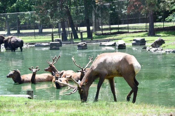 Jackson Township Jun North American Elk Water Wild Safari Drive — Zdjęcie stockowe