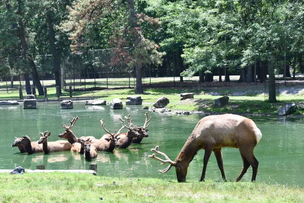 Jackson Township Jun North American Elk Water Wild Safari Drive — Stock Photo, Image