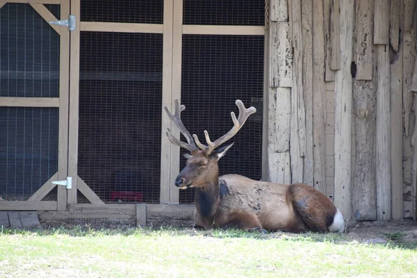 Jackson Township Jun North American Elk Wild Safari Drive Thru — Zdjęcie stockowe