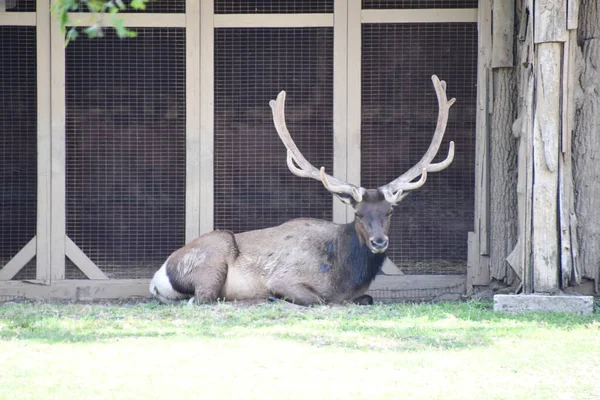 Jackson Township Jun North American Elk Wild Safari Drive Thru — Zdjęcie stockowe