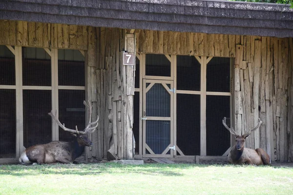 Jackson Township Jun North American Elk Wild Safari Drive Thru — Zdjęcie stockowe
