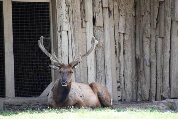 Jackson Township Jun North American Elk Wild Safari Drive Thru — Stock Photo, Image