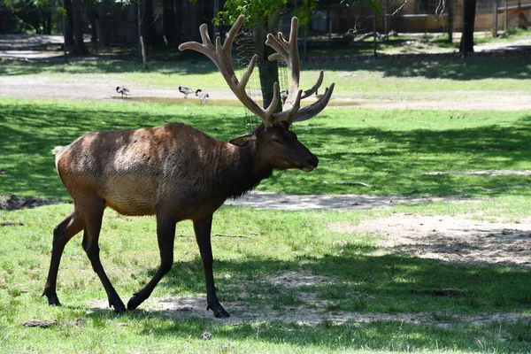 Jackson Township Jun North American Elk Wild Safari Drive Thru — Stock Photo, Image
