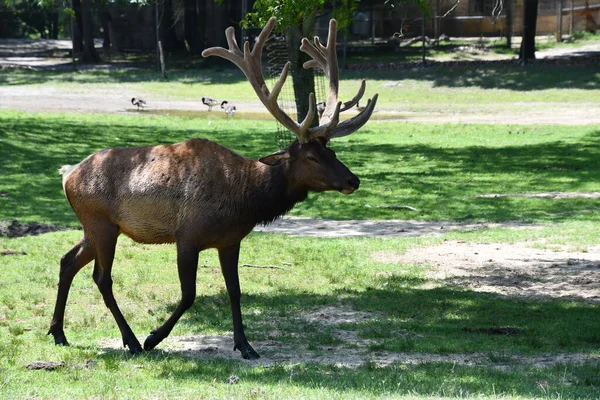 Jackson Township Jun North American Elk Wild Safari Drive Thru — Fotografia de Stock