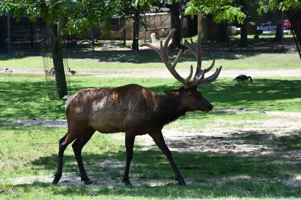 Jackson Township Červen North American Elk Wild Safari Drive Thru — Stock fotografie