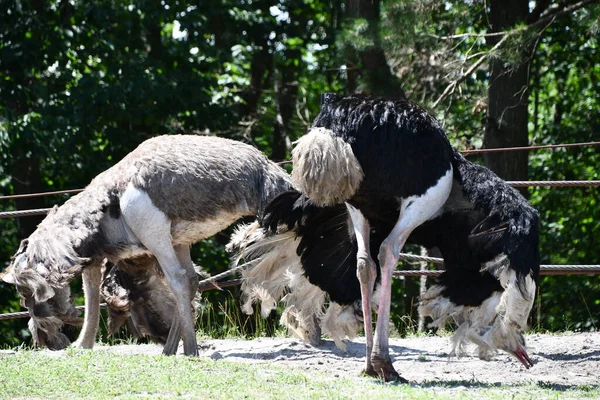 Jackson Township Jun Ostrich Wild Safari Drive Thru Adventure Six — Stock Photo, Image