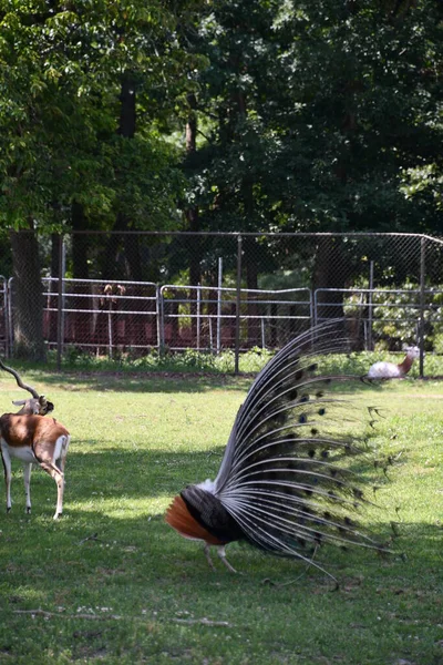 Jackson Township Červen Peafowl Wild Safari Drive Thru Dobrodružství Six — Stock fotografie