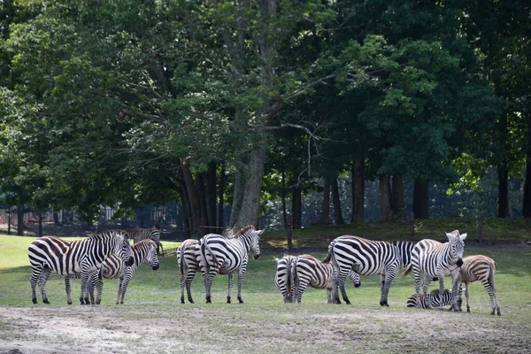 Jackson Township Jun Zebra Wild Safari Drive Thru Adventure Six — Stock Photo, Image