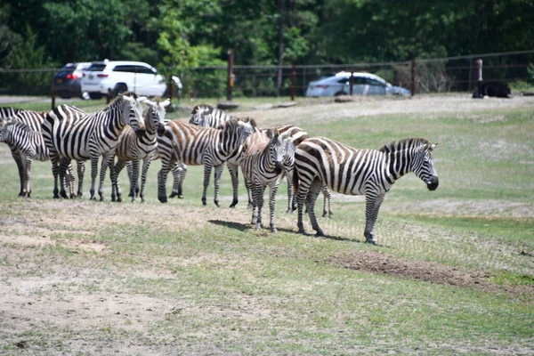 Jackson Township Jun Zebra Wild Safari Drive Thru Adventure Six — стокове фото