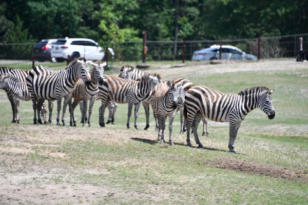 Jackson Township Juin Zèbre Lors Aventure Wild Safari Drive Thru — Photo