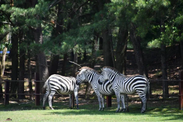 Джексон Тауншип Нью Джерси Июня Zebra Wild Safari Drive Thru — стоковое фото