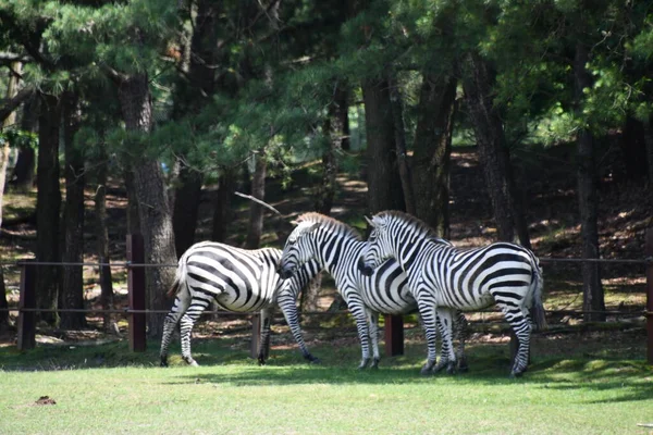 Jackson Township Jun Zebra Wild Safari Drive Thru Adventure Six — стокове фото