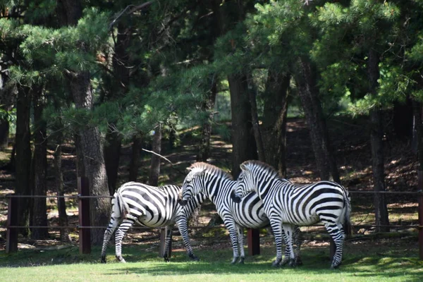 Джексон Тауншип Нью Джерси Июня Zebra Wild Safari Drive Thru — стоковое фото