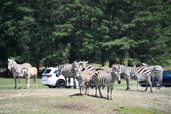 Jackson Township Jun Zebra Wild Safari Drive Thru Adventure Six — стокове фото