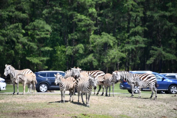 Jackson Township Jun Zebra Wild Safari Drive Thru Adventure Six — стокове фото