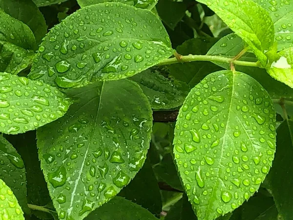 Leaves Water Drops Garden — Stock Photo, Image