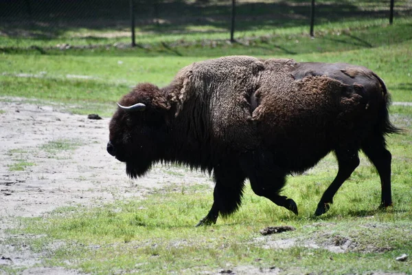 Jackson Township Jun Bison Wild Safari Drive Thru Äventyr Six — Stockfoto