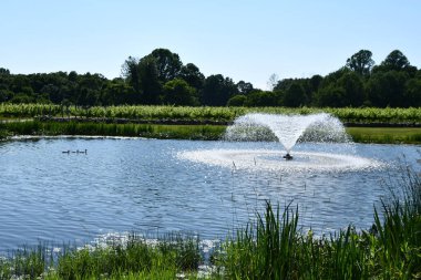 CLINTON, CT - 4 Temmuz 2020 'de Clinton, Connecticut' taki Chamard Vineyard.