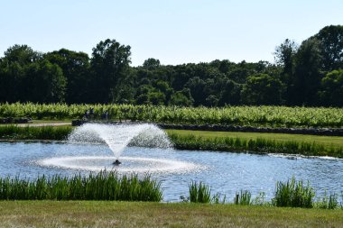 CLINTON, CT - 4 Temmuz 2020 'de Clinton, Connecticut' taki Chamard Vineyard.