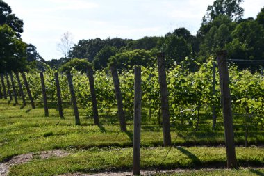 CLINTON, CT - 4 Temmuz 2020 'de Clinton, Connecticut' taki Chamard Vineyard.