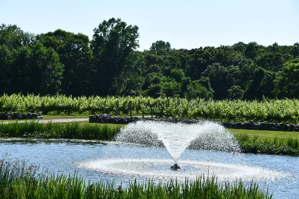 Clinton Jul Chamard Vineyard Clinton Connecticut Seen July 2020 — 图库照片