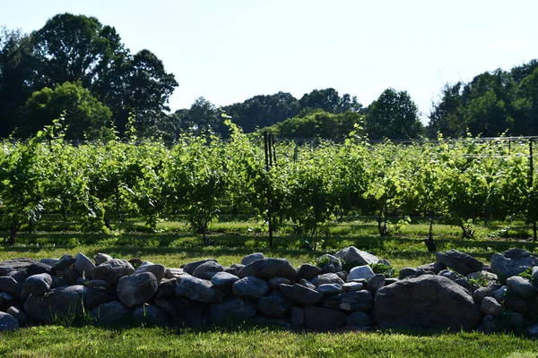 Clinton Jul Chamard Vineyard Clinton Connecticut Seen July 2020 — 图库照片