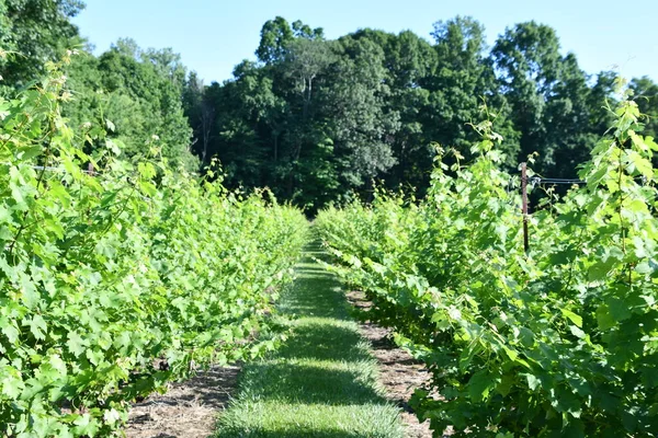 Clinton Jul Chamard Vineyard Clinton Connecticut Gezien Juli 2020 — Stockfoto