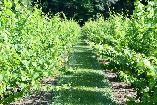 Clinton Jul Chamard Vineyard Clinton Connecticut Gezien Juli 2020 — Stockfoto