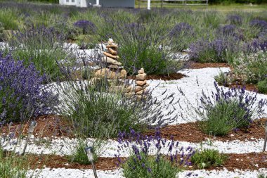 4 Temmuz 2020 'de Killingworth, Connecticut' taki Lavanta Havuzu Çiftliği 'nde görüldüğü gibi. New England 'ın en büyük lavanta çiftliği..