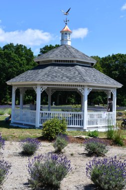 4 Temmuz 2020 'de Killingworth, Connecticut' taki Lavanta Havuzu Çiftliği 'nde görüldüğü gibi. New England 'ın en büyük lavanta çiftliği..