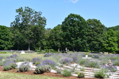 4 Temmuz 2020 'de Killingworth, Connecticut' taki Lavanta Havuzu Çiftliği 'nde görüldüğü gibi. New England 'ın en büyük lavanta çiftliği..