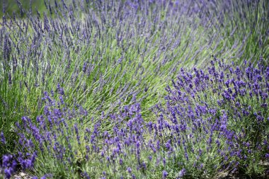 Çiftlikteki Lavanta Çiçekleri