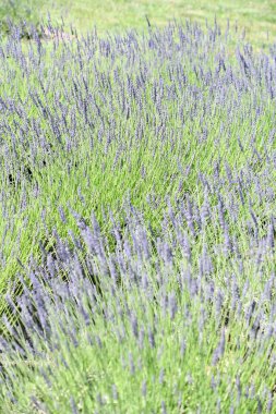 Çiftlikteki Lavanta Çiçekleri