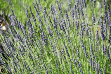 Çiftlikteki Lavanta Çiçekleri